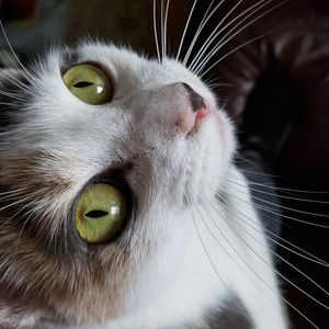 Meet your Posher, Annie